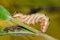 Brown caterpillar cutworm