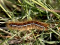 brown caterpillar with dense fur on the grass Royalty Free Stock Photo
