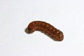 Brown caterpillar isolated on white background. the larva of a butterfly or moth.