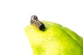 Brown caterpillar on the surface of a leaf