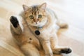 Brown cats sit happily on the floor in the room