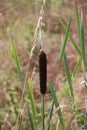 Brown cattails along the river Hollandsche IJssel in the Netherlands.