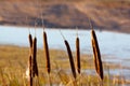 Brown Cattails