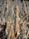 Brown cattails with fluffy seeds in winter, macro close-up detailed view in Indianapolis Indiana White River State Park. Typha gen