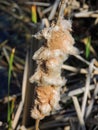 Brown cattails with fluffy seeds in winter, macro close-up detailed view in Indianapolis Indiana White River State Park. Typha gen