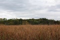 Brown cattails in front of a wooded area in the fall in Trevor, Wisconsin