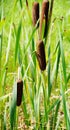 Brown cattails and green reeds against blurry green background