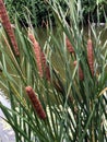 Brown cattails by a lake