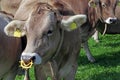 Brown cattle with nose ring on a pasture. Suction stopper for a dairy cow Royalty Free Stock Photo