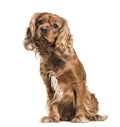 Brown cavalier King Charles Spaniel dog, sitting, isolated on wh Royalty Free Stock Photo