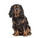 Brown Cavalier king charles spaniel, isolated Royalty Free Stock Photo