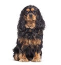 Brown Cavalier king charles spaniel, isolated on white Royalty Free Stock Photo
