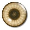 Brown Center Website Button Orb Royalty Free Stock Photo