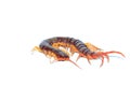 Brown centipede Royalty Free Stock Photo