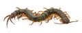 Brown centipede Royalty Free Stock Photo