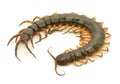 Brown centipede