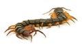 Brown centipede Royalty Free Stock Photo