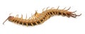 Brown centipede