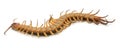 Brown centipede Royalty Free Stock Photo