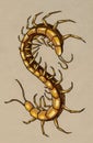Brown centipede Royalty Free Stock Photo