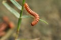 Brown Centipede Hanging on A Plant.