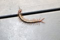 Brown centipede or stone centipede (Lithobius forficatus) on the floor : (pix Sanjiv Shukla)