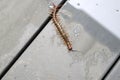 Brown centipede or stone centipede (Lithobius forficatus) on the floor : (pix Sanjiv Shukla)