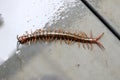 Brown centipede or stone centipede (Lithobius forficatus) on the floor : (pix Sanjiv Shukla)