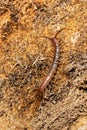 Stone Centipede - Genus Lithobius