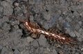 Brown Centipede - Lithobius species - Macro Royalty Free Stock Photo