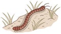 Brown Centipede on Log Vector Drawing, vector design Generative AI Royalty Free Stock Photo