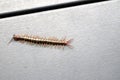 Brown centipede or stone centipede (Lithobius forficatus) on the floor : (pix Sanjiv Shukla)