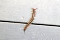 Brown centipede or stone centipede (Lithobius forficatus) on the floor : (pix Sanjiv Shukla)