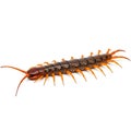 Brown centipede on white background Royalty Free Stock Photo