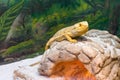 Brown central bearded dragon on the ground Royalty Free Stock Photo