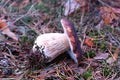 Brown ceps mushroom