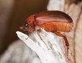 Brown chafer (Serica brunnea) Royalty Free Stock Photo