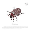 Brown chafer on a white background. Image of garden pests