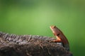 Brown chameleon animal hang on stump