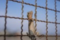 A brown chameleon on the fence with sunlight