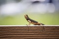 Brown chameleon looking at the camera