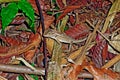 Brown Chameleon in Sri Lanka rainforest