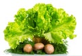 Brown champignon mushrooms, lettuce and dill isolated on white.