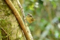 Brown-cheeked fulvetta (Alcippe poioicephala) Royalty Free Stock Photo