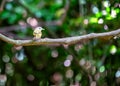 Brown-cheeked Fulvetta (Alcippe poioicephala) in South Asia Royalty Free Stock Photo