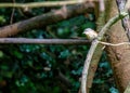 Brown-cheeked Fulvetta (Alcippe poioicephala) in South Asia Royalty Free Stock Photo