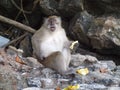 A brown cheeky monkey enjoying banana on one of the Thai beaches