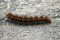 Brown chenille walking on the road Royalty Free Stock Photo