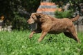 Chesapeake Bay Retriever running in garden