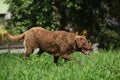 Chesapeake Bay Retriever running in garden